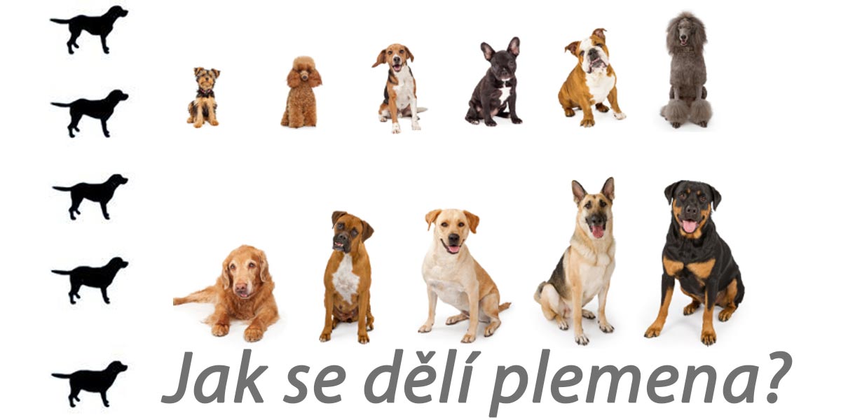 Jak se dělí psí plemena podle váhy?