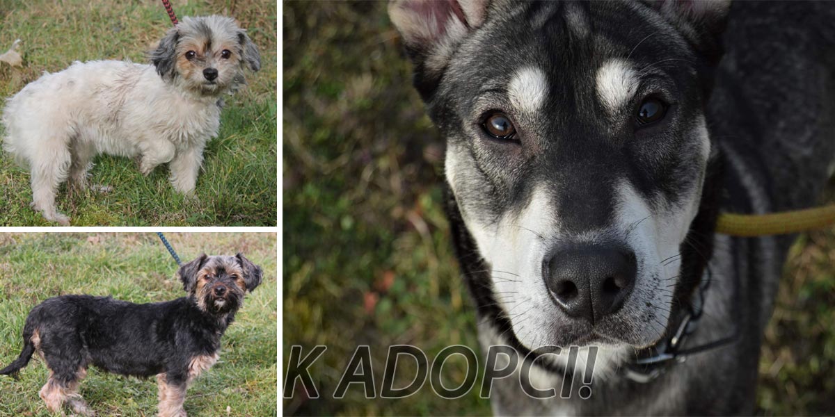 8 nových pejsků k adopci (únor 2020)