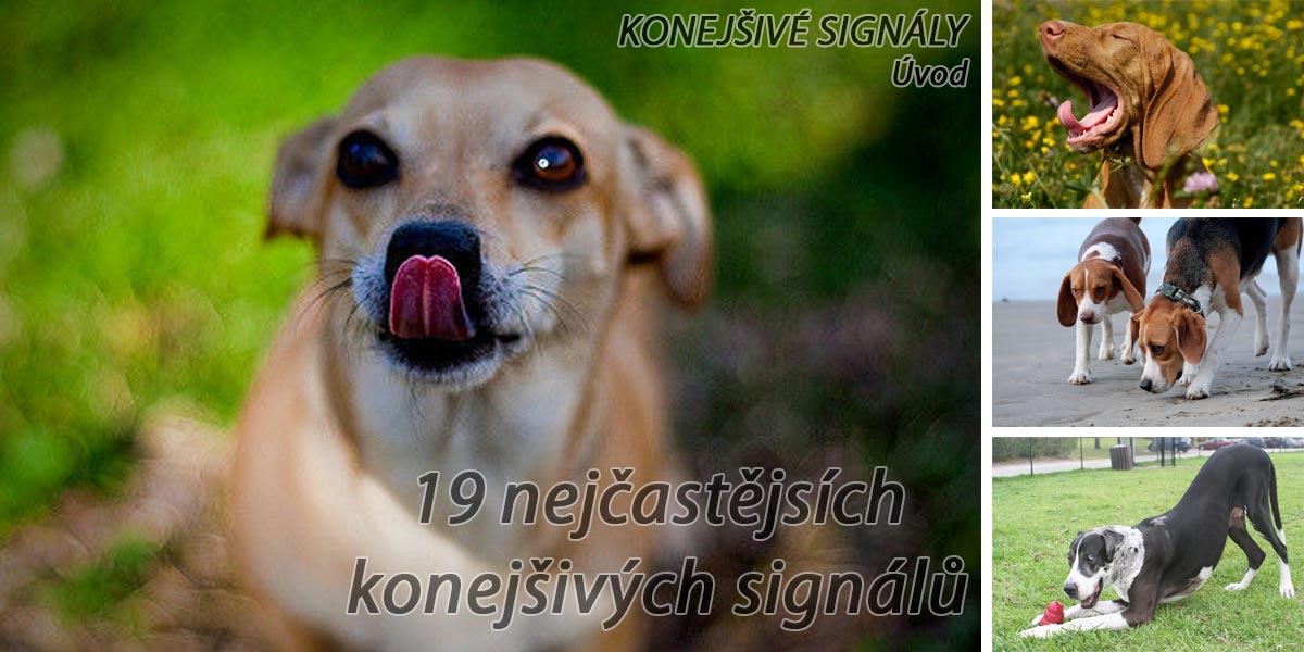 Konejšivé signály u psů: Pochopte svého psa