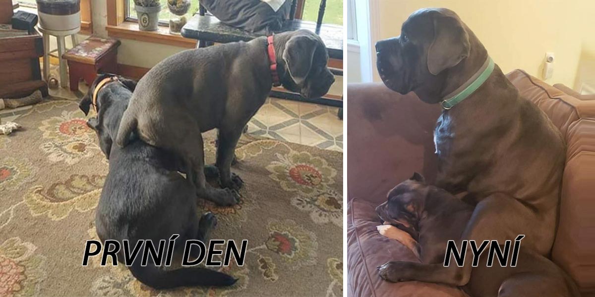 Tohle je Árčí, který už 5 let dává najevo lásku svému sourozenci zasednutím