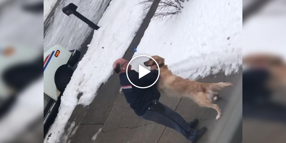 Zlatý retrívr každý den čeká na svého oblíbeného pošťáka, aby...