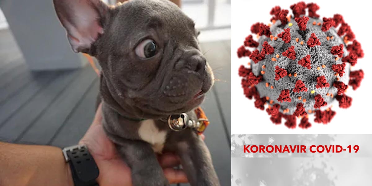 Koronavirus u psů a koček: Mohu nakazit svého psa?