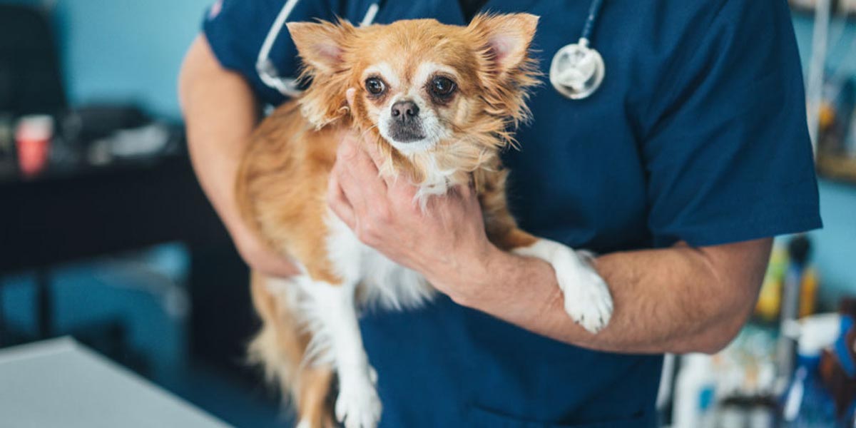 První pes na světě, který se nakazil novým koronavirem