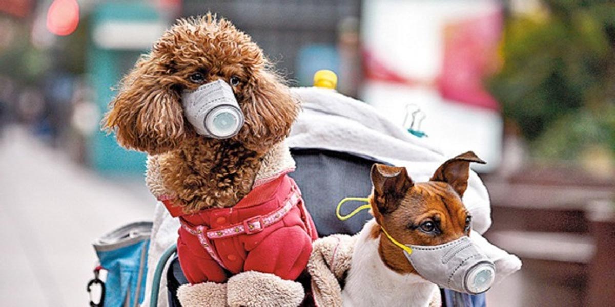 Venčit můžete jen pracovní psy. Roušky jsou dobrá prevence, nevěřte desinformacím