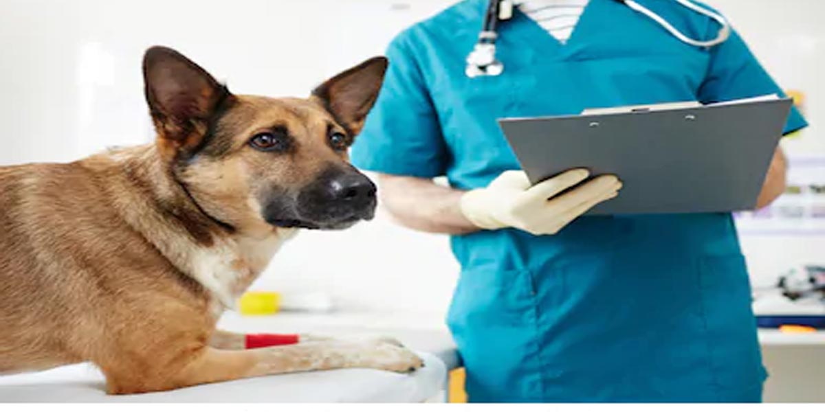 První pes pozitivní na koronavirus zemřel. V Hongkongu evidují druhého psa pozitivního na Covid-19