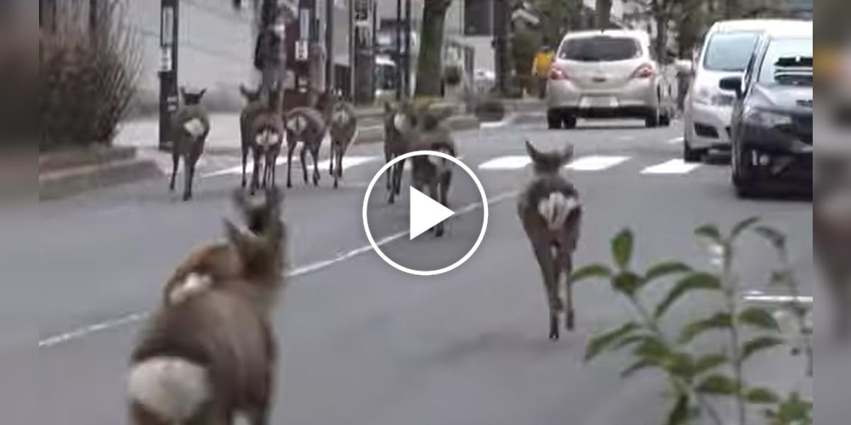 Do vylidněných měst po světě se vrací život. Do centra měst se nebojí divoká zvířata