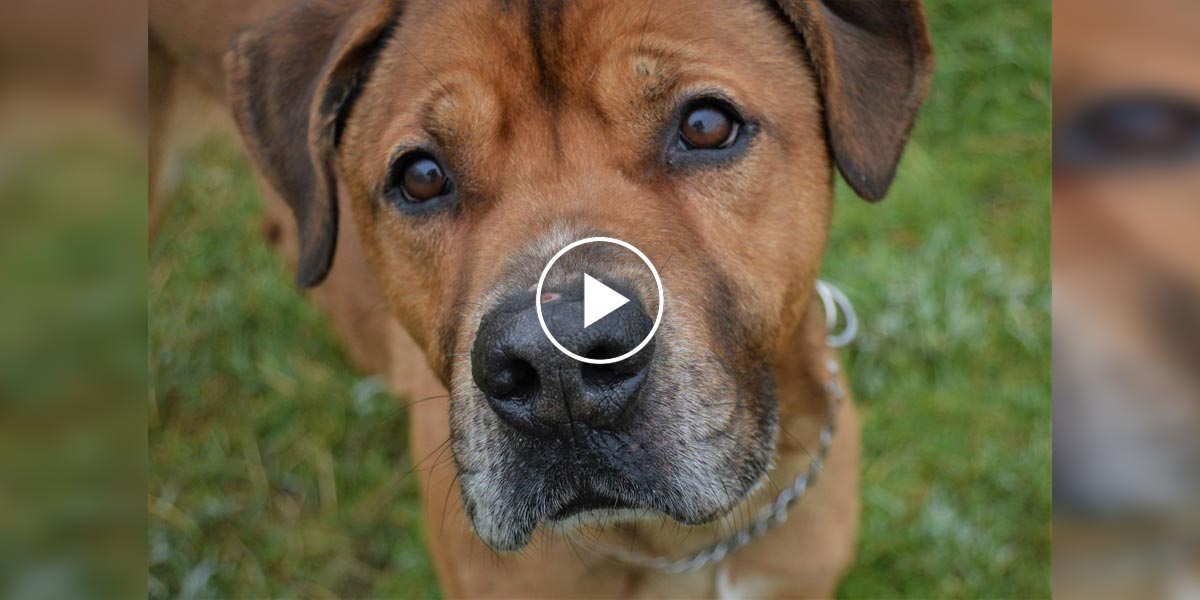 Akční Lord hledá milující rodinu