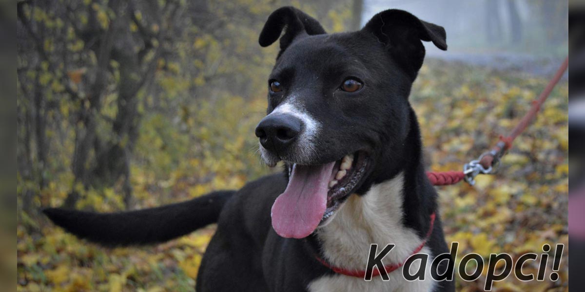 Krasavec Tomio stále k adopci!