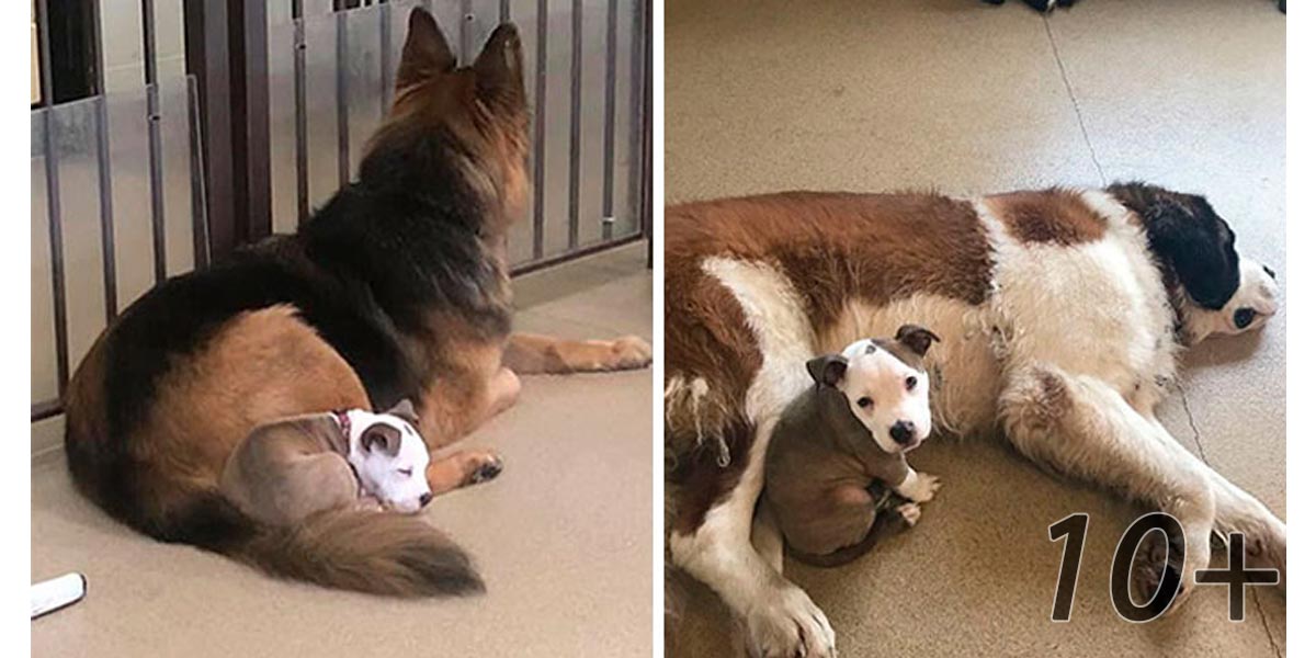 Pes hledá velké a měkké kamarády, aby se cítil spokojeně