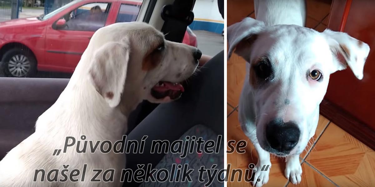 Vrátil se do auta z lékárny, kde našel opuštěného psa. A udělal tu jedinou správnou věc
