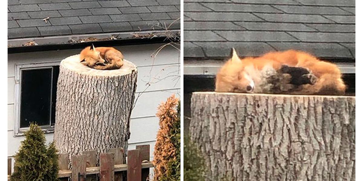 V karanténě vás nic nepotěší více než spící divoká liška za vaším oknem...