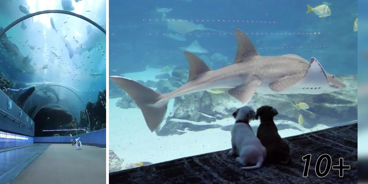 Do zavřeného akvária pustili štěňata a koťata. Podívejte se s nimi na virtuální prohlídku