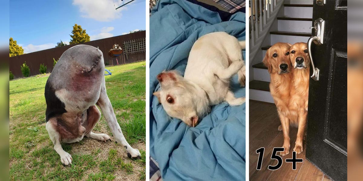 10+ psích optických iluzí: Nevěřte svému prvnímu dojmu