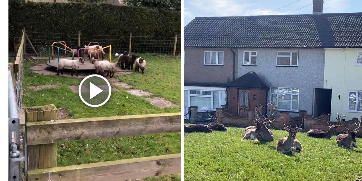 Do měst se po celém světě „vrací“ čím dál více divokých zvířat