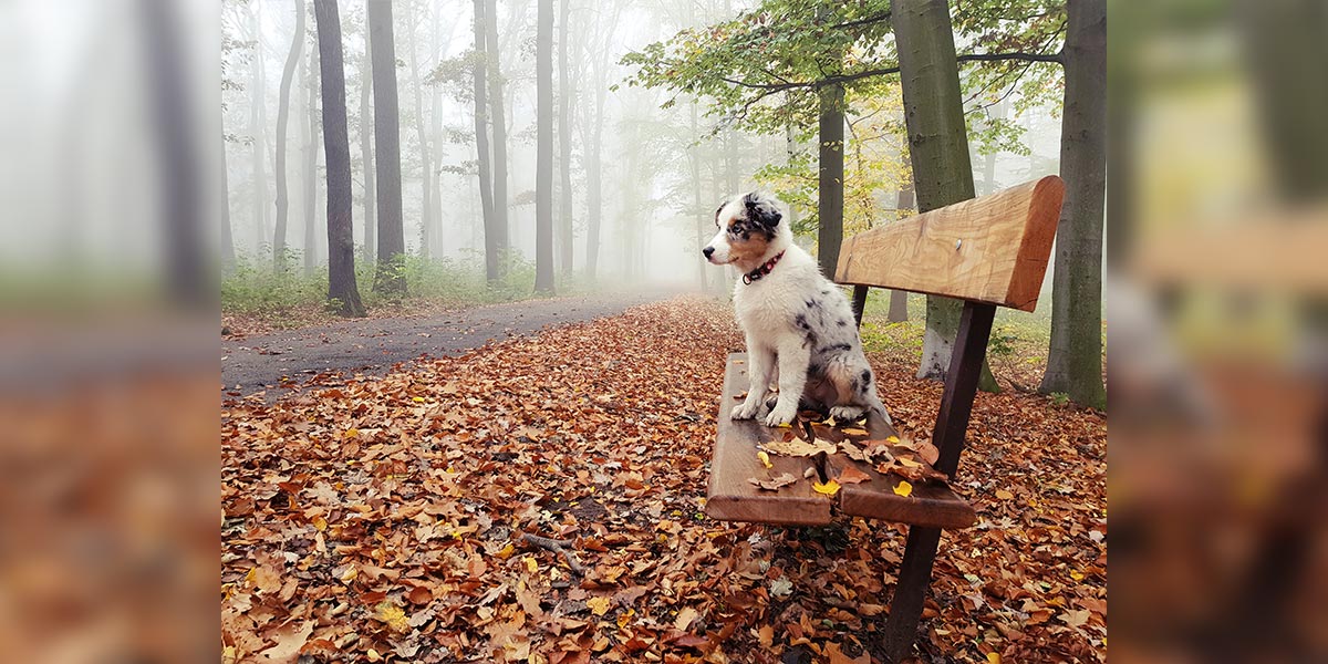 Jak na klíšťata u psů?