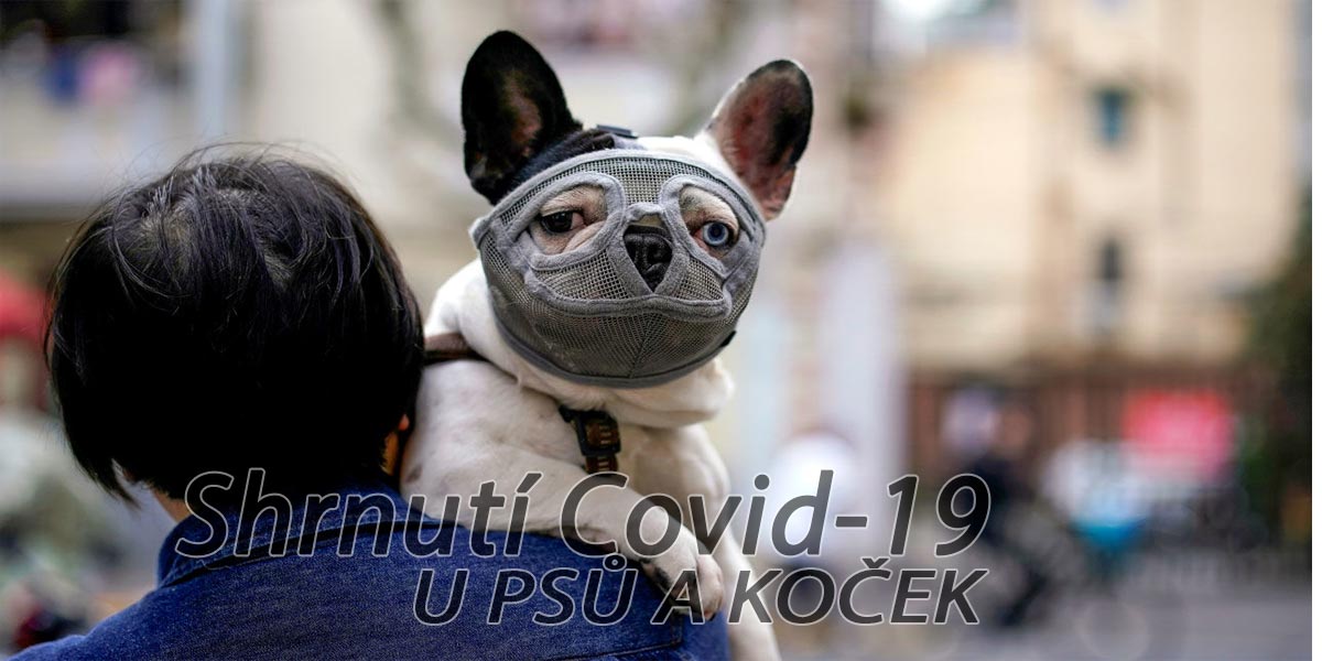 Nové informace vlivu COVID-19 na psy a kočky