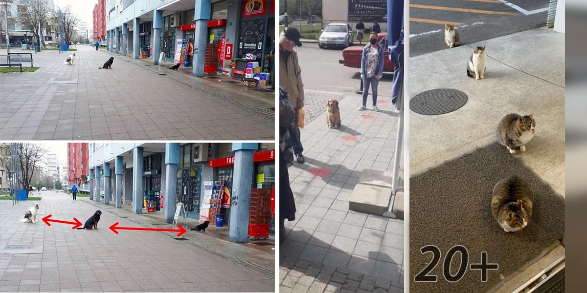 20+ psů, koček a jiných zvířat dodržují povinné odstupy lépe než někteří lidé
