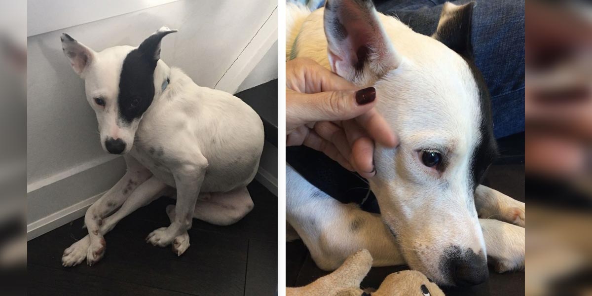 Adoptovala psa, který se děsí lidí. Vybudovali si úžasný vztah