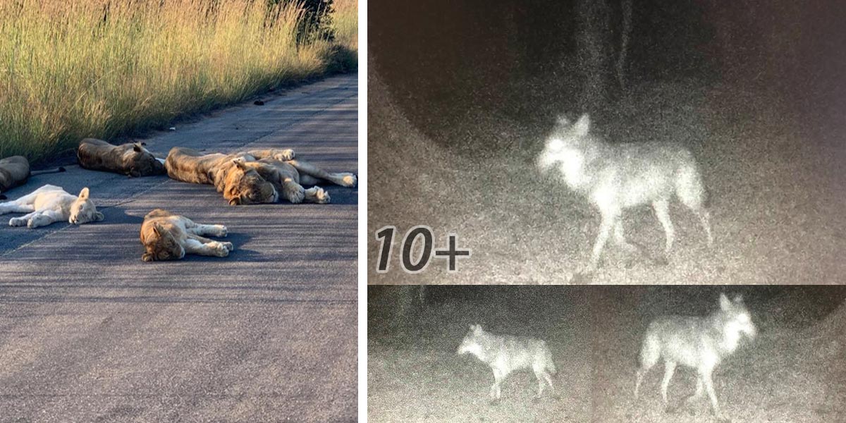 Divoká zvířata využívají vylidněná města a silnice - 3. díl