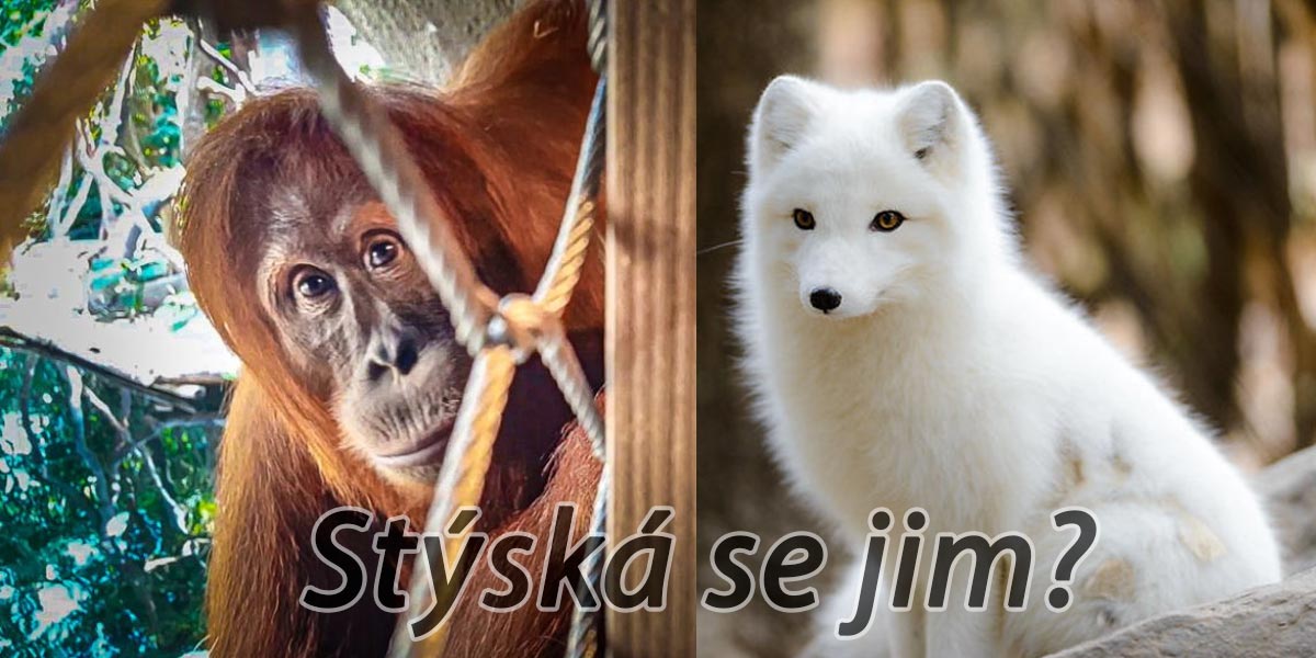 Pracovníci ZOO se podělili o své zkušenosti, jak nulový počet návštěvníků ovlivnil chování zvířat