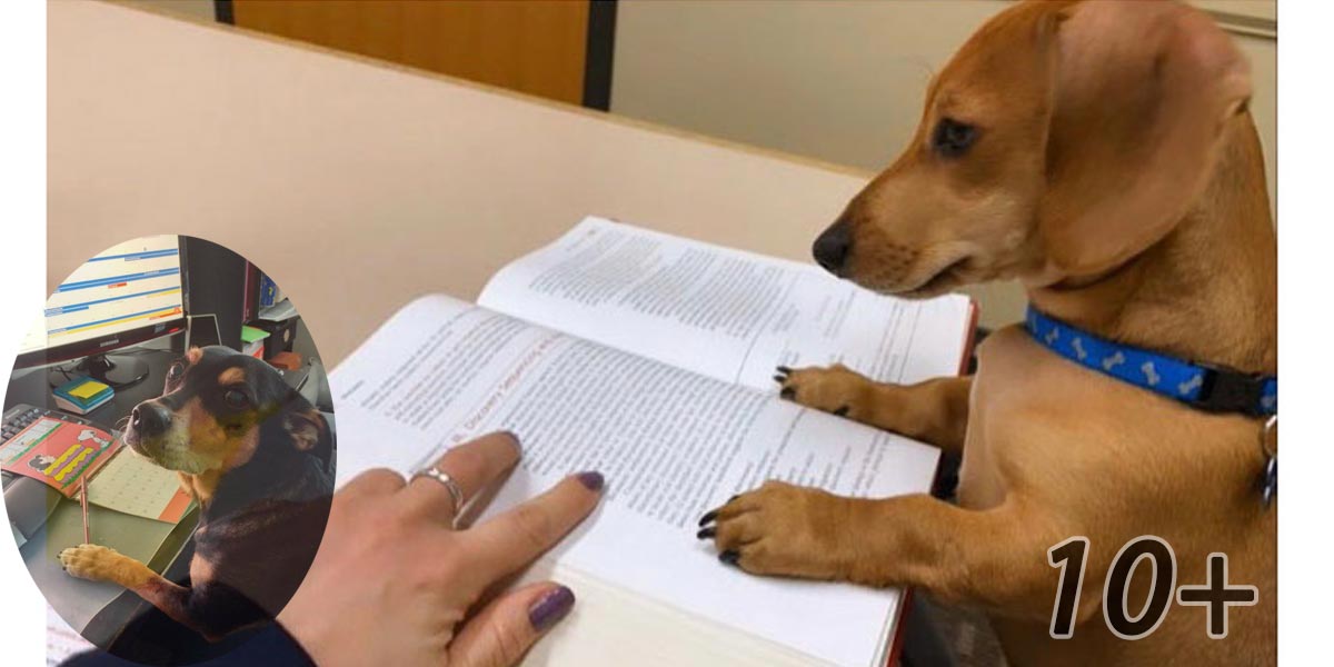 Profesorka vyzvala studenty, aby jí ukázali, jak doma pilně studují. 30 z nich odeslali jako odpověď fotografii svého psa