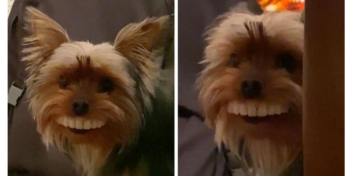 Po návštěvě u zubaře muž na video zachytil, co si jeho pes odnesl jako dárek...