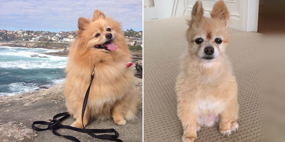 Fanoušci psího IG účtu nevěřili, co jejich majitelka (díky zavřeným salónům pro psy) provedla svému psovi