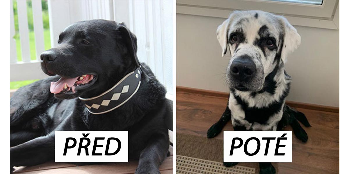 Z černého labradora se na stáří stal dalmatin. „Už od štěněte je jiný“, říká jeho majitel.