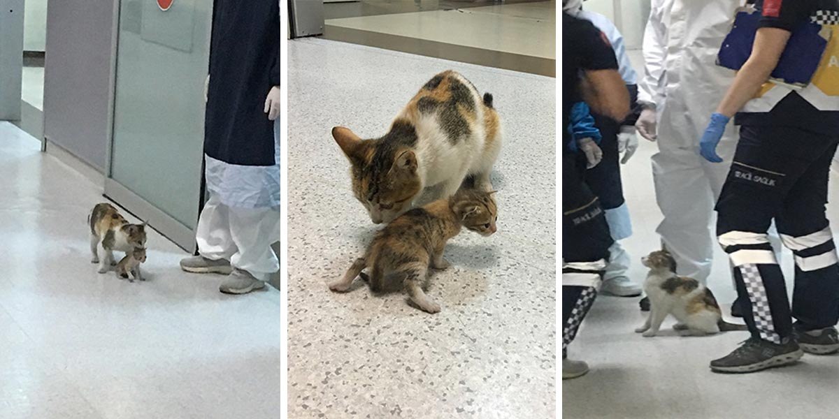 Tahle chytrá kočka donesla na ambulantní příjem svá nemocná koťata