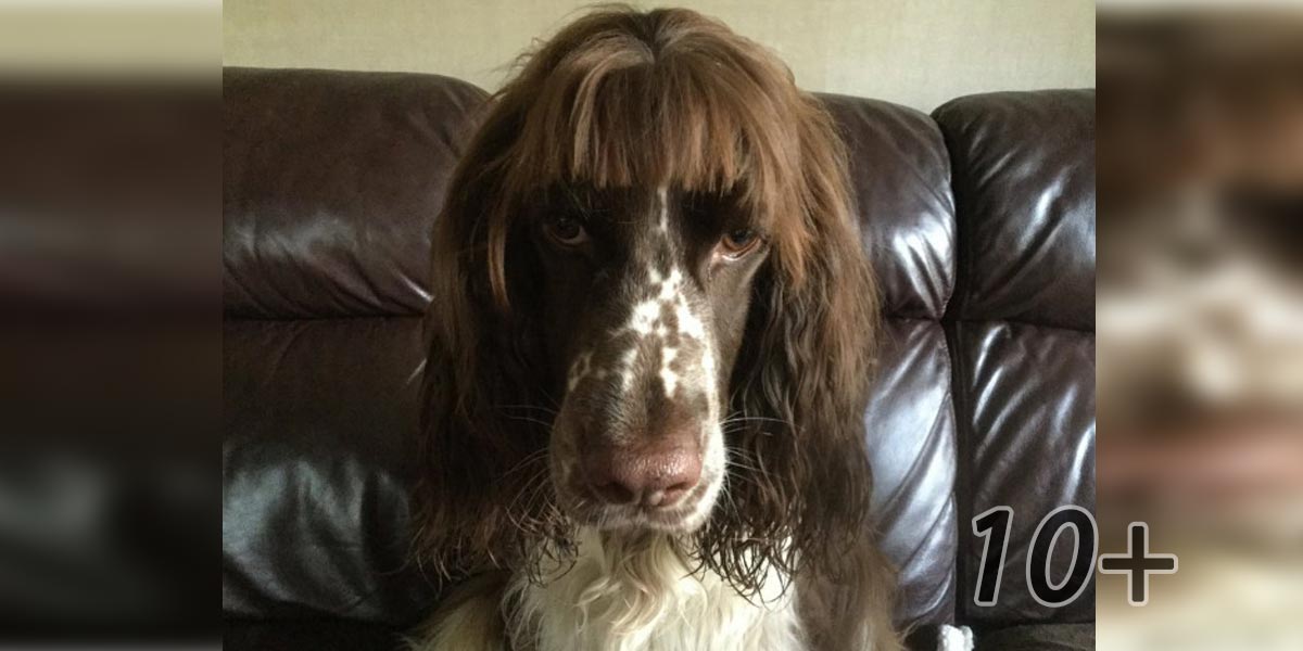 10+ vašich pokusů o vlastní stříhání psa. Nyní už každý chápe, proč je lepší platit profesionálům...