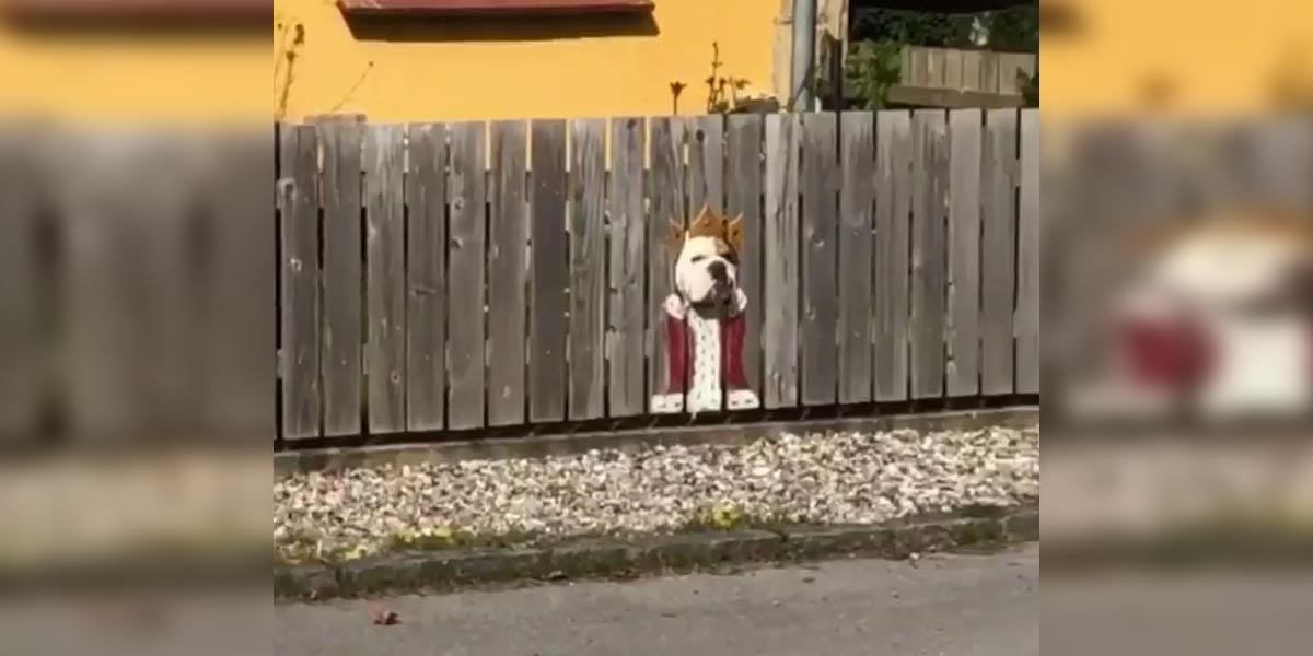 Sousedův pes miluje pozorování skrz plot, tak jsme mu vyrobili originální okénko...