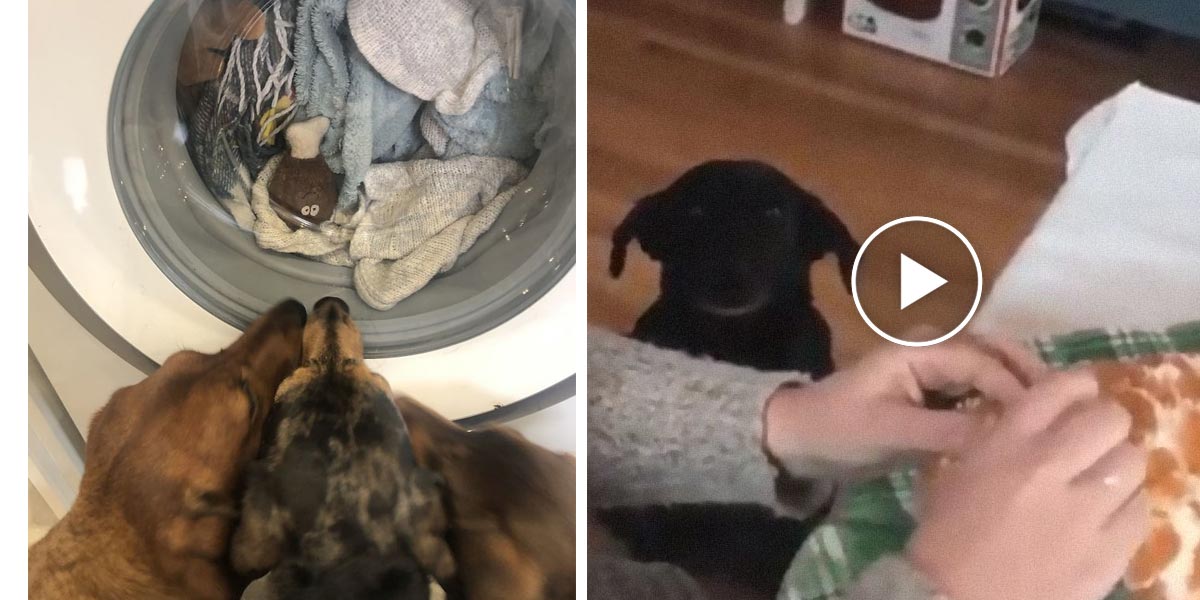 15+ nejlepších přátel, kteří trpí pohledem, když se „operuje“ jejich oblíbená hračka