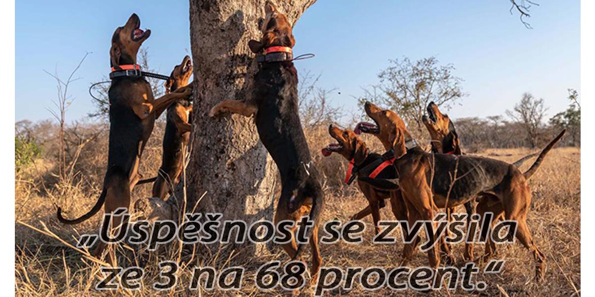 Pracovní psi zachránili 48 nosorožců před pytláky. Úspěšnost se zvýšila 22x.