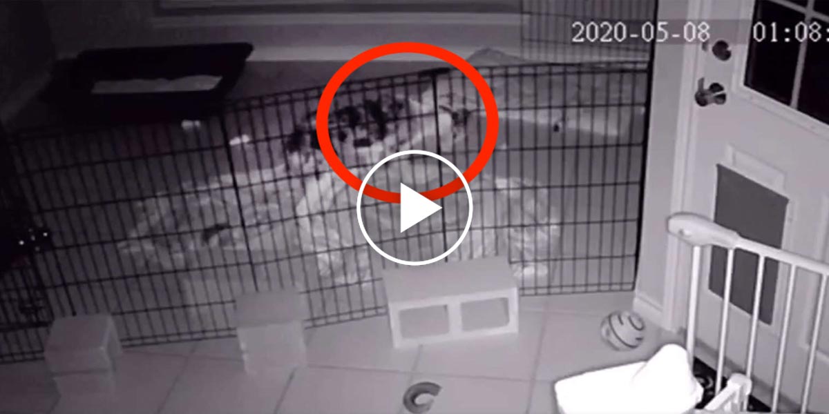 Štěně vyděsilo celý dům, když ve 3h ráno objevilo ve svém pelechu „strašidlo“