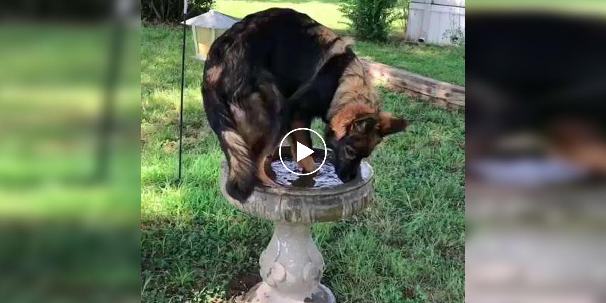 Německý ovčák, který si myslí, že je pták... (video)