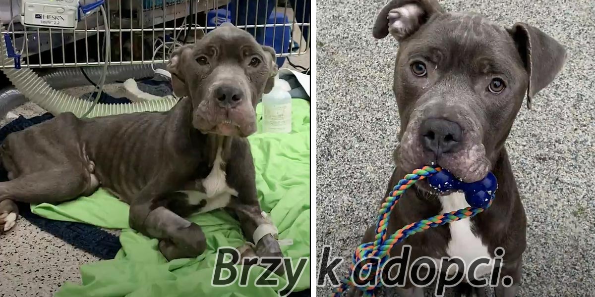 Úžasná proměna psa, který už nikdy neměl chodit...