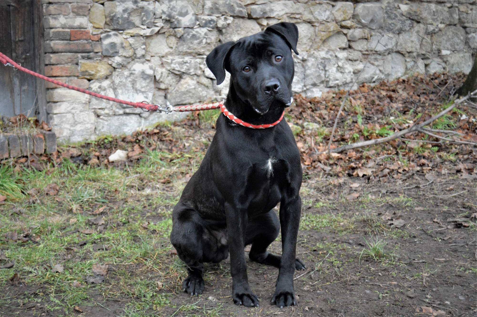 PŘÁTELSKÝ PRINC HLEDÁ DOMOV