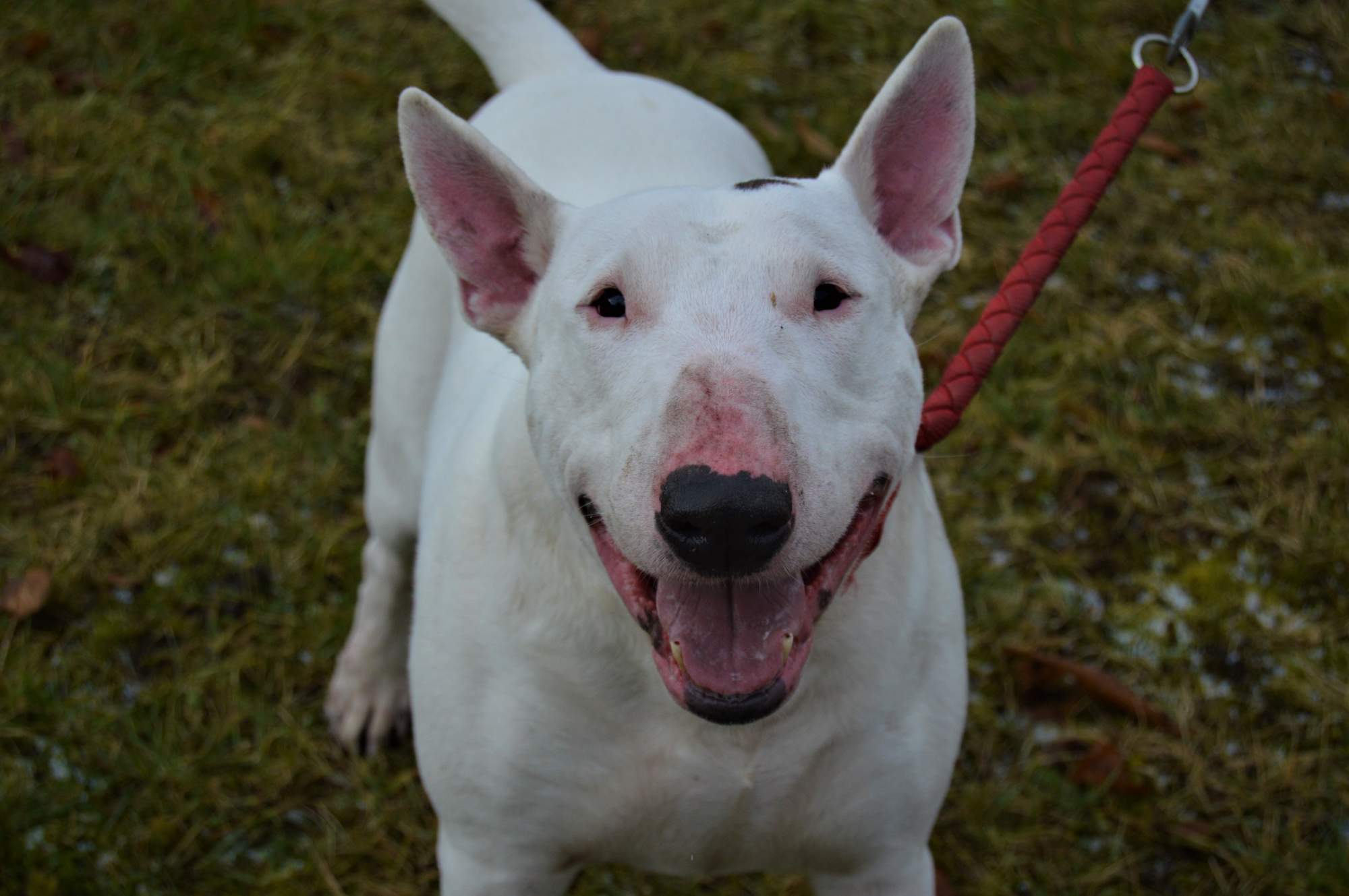 BOŽAN/BILLY HLEDÁ NOVOU RODINU