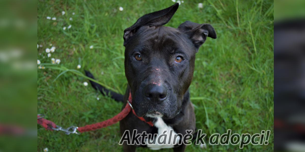 Chytrý Pasťa hledá nový domov