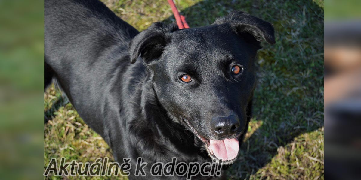 Fenka černého labradora Zbraši čeká v útulku na novou rodinu