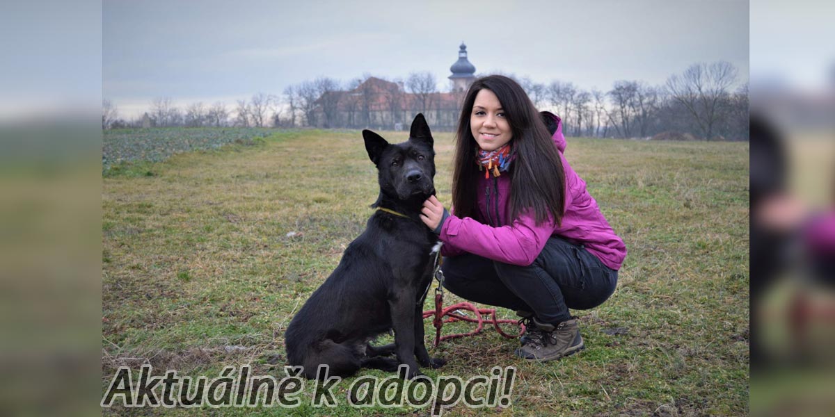 Fenka Nera v útulku vyhlíží novou rodinu