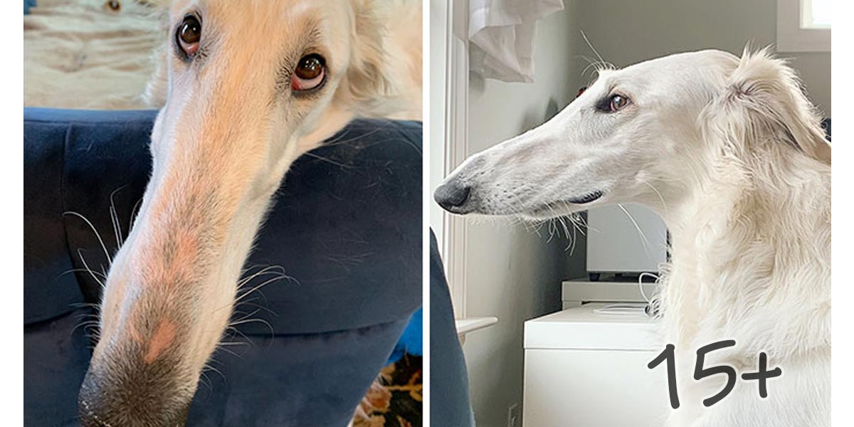 Lidé začali obdivovat barzoje, poznáte proč?