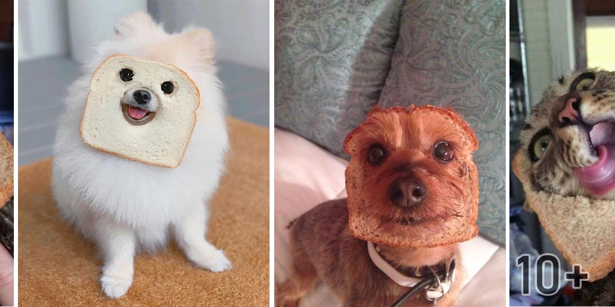 Internetem se šíří nová psí móda. Co na to říkáte?