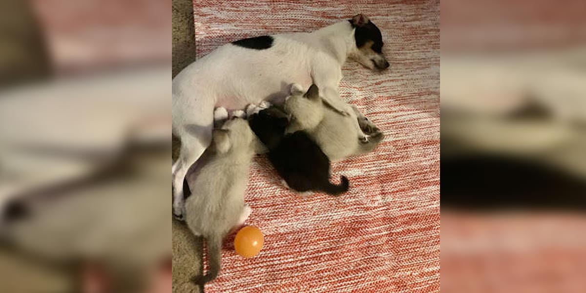 Fenka adoptovala 3 malinká koťátka, před tím jim navíc zachránila život
