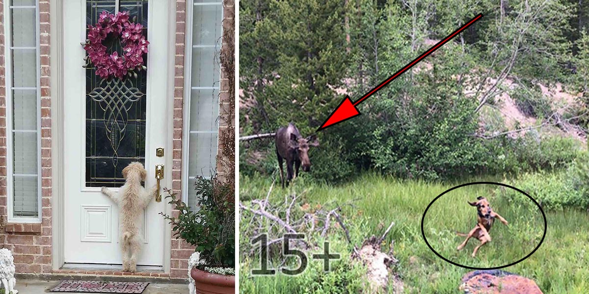 10+ psů, kteří měli horší den než vy