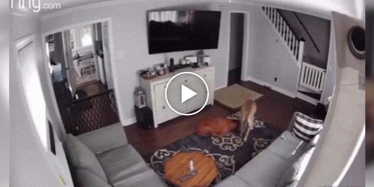 Kamera zachytila pravé psí přátelství k nemocnému bráškovi...