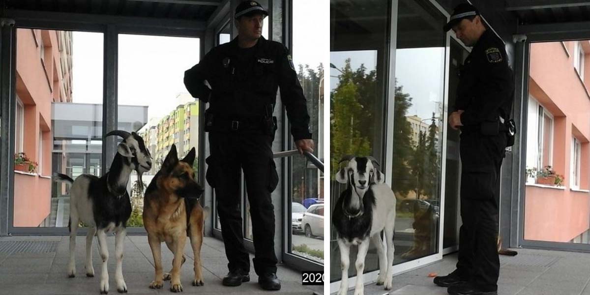 Zpráva dne: Pes a kozel si vyšli na procházku, zasahovat museli policisté