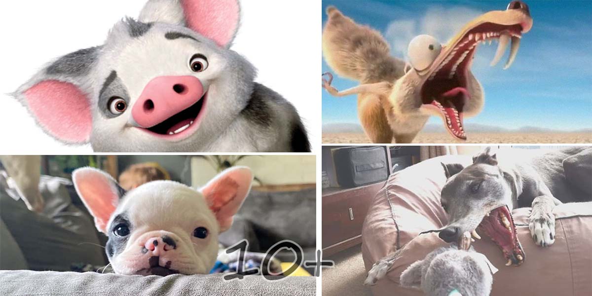 Sdílejte také! „Můj pes vypadá jako známá osobnost“