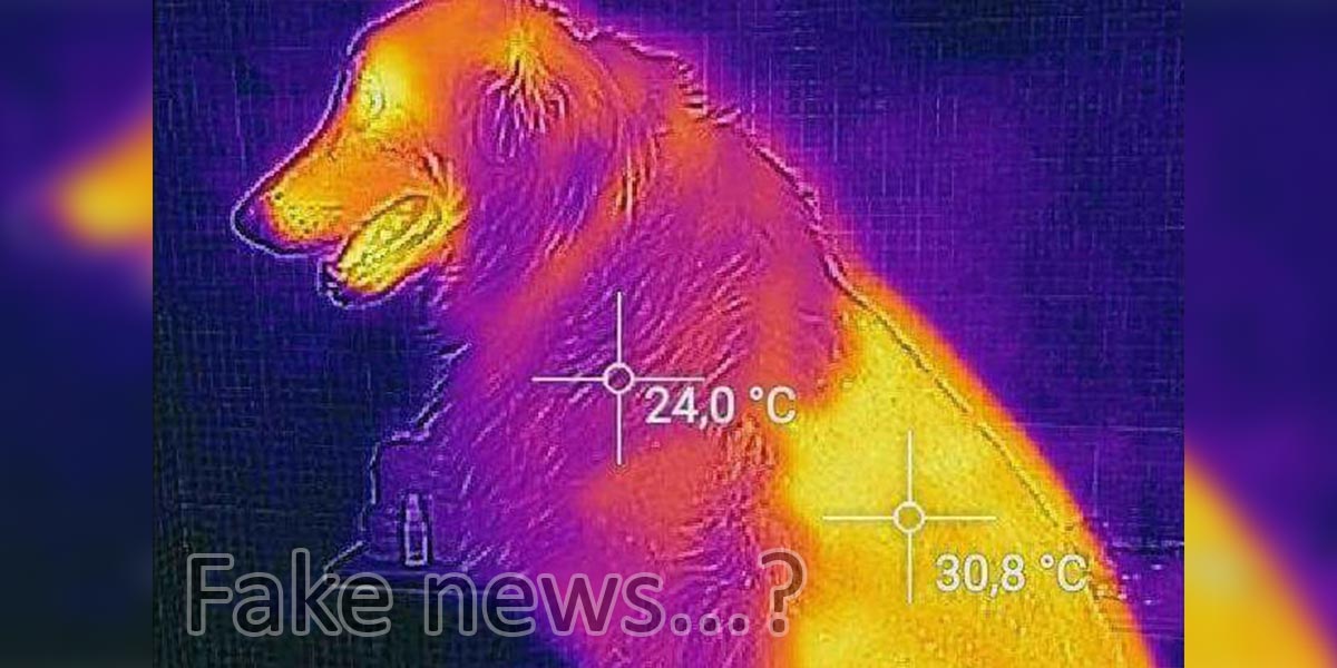 Ostříháním psa snížíte jeho možnost zchlazení o 20 %. Je to pravda?