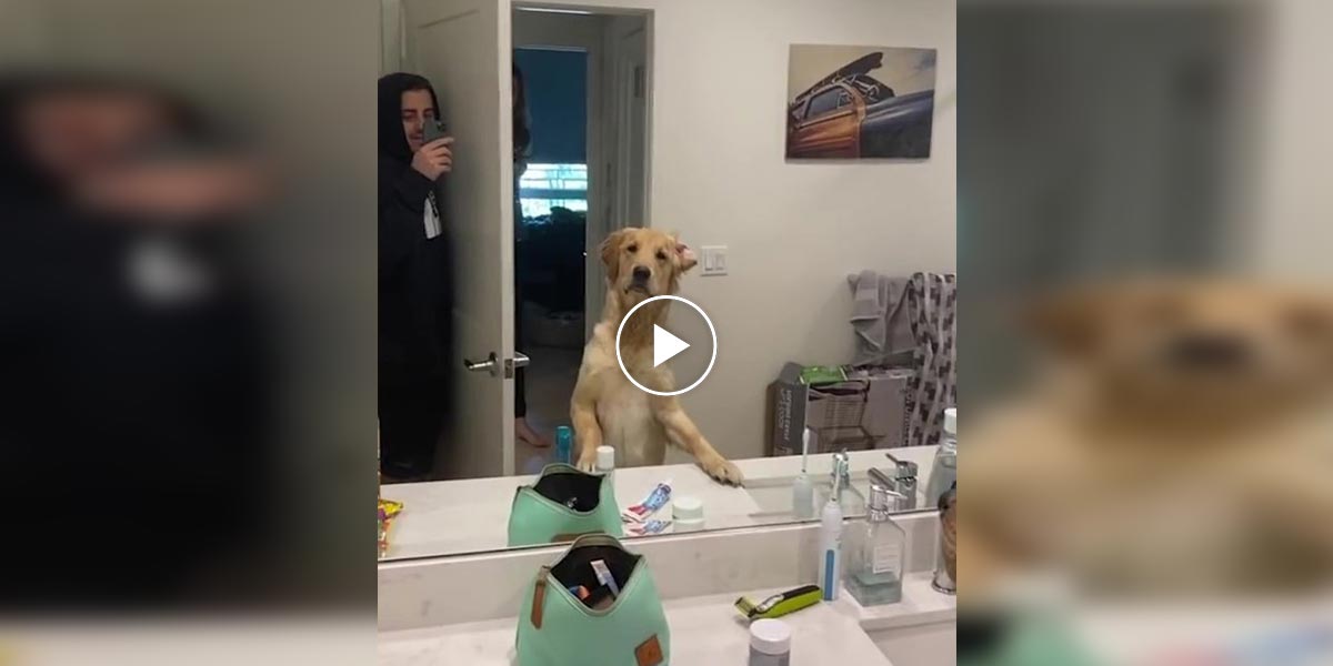 Lidé si zamilovali reakci zlatého retrívra při hře na schovávanou, když objevil majitele v zrcadle...